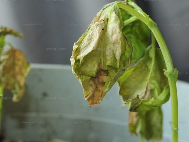 How to Pick Good Basil