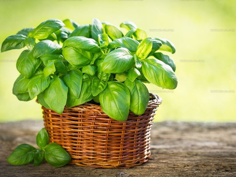 Basil Really Taste Like? Discover Its True Flavor Story