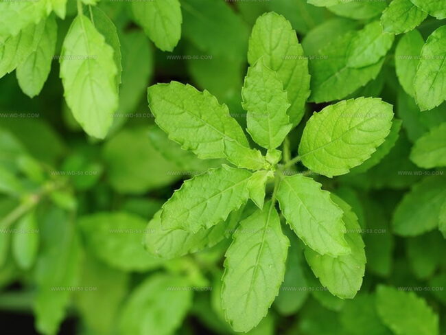 Holy Or Sacred Basil