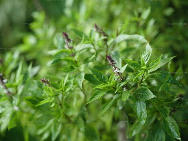 Cinnamon Flavored Basil