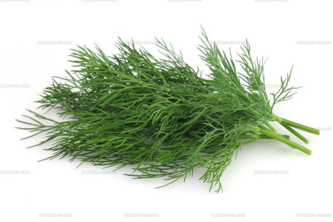 Dill