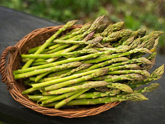 Green Asparagus Variety