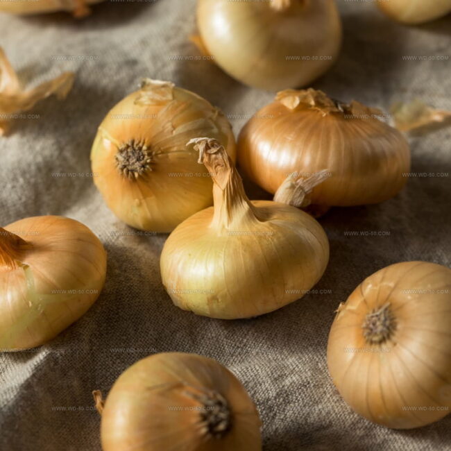 Cipollini Onions