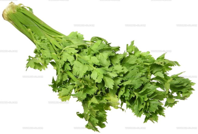 Fresh Celery Leaves