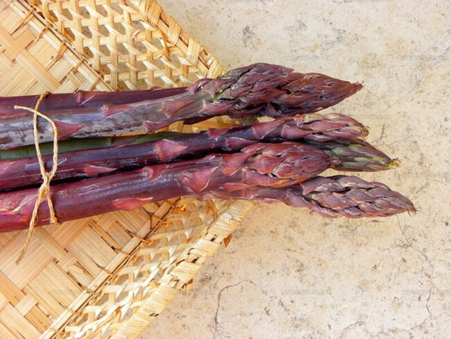 Purple Asparagus Variety