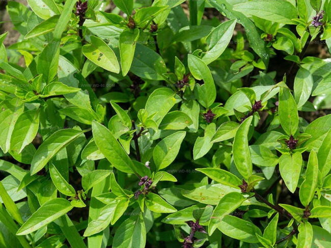 Thai Style Basil