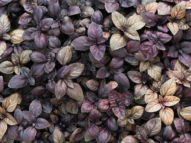 Purple Basil Type