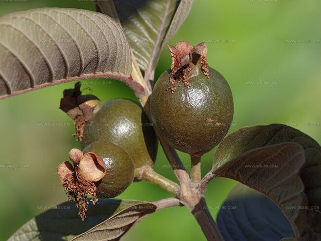 Red Malaysian Guava Type