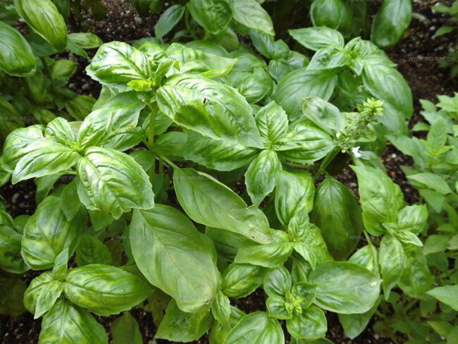 Sweet Or Common Basil