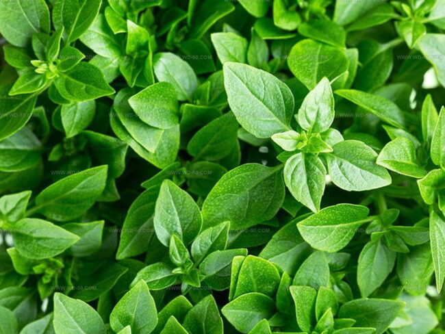 Greek Basil Variety