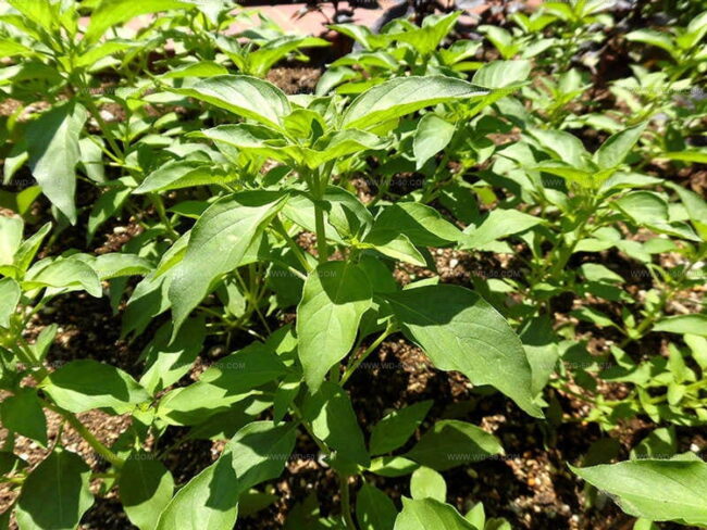 Lime Scented Basil